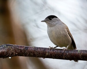 Blackcap  on a branch