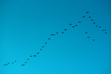 Migration of geese photo ,blue sky background