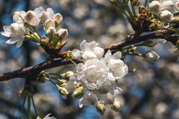 Blüten am Baum