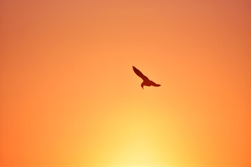 Fototapeta na wymiar Sea-gull flying in sunset golden sky