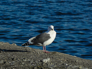 Close up view of white bird seagull sitting on the ground. Wild seagull with a sea blue background.