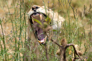 Lion yawning behind bush