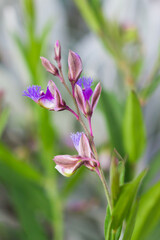 Polygala sibirica, of the family Polygalaceae.