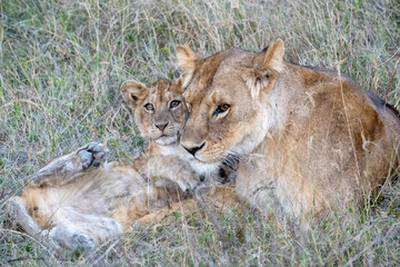 Lion mom and cub