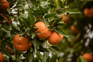 Tangerine garden with fruits