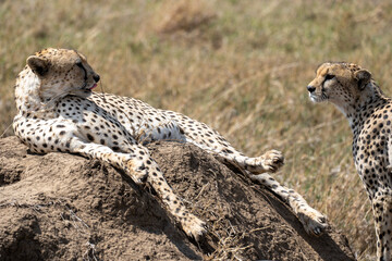 Cheetah lounging on a rock