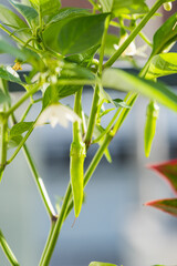 growing a green chili pepper or also known as siling haba in the Philippines. They are commonly use to add a little spice on your food
