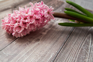 pink hyacinth on wooden background