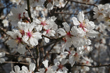flowering of the almond tree