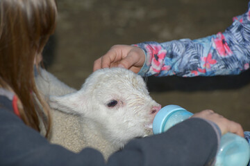 
Bottle feeding a lamb while its head is scratched