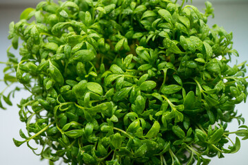 Micro greens arugula sprouts in a white pot on a wooden background. Horizontal banner with copy space. Organic food and proper nutrition concept