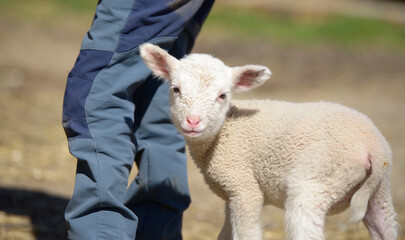 
little lamb next to his shepherd