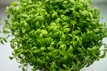 Fototapeta na wymiar Micro greens arugula sprouts in a white pot on a wooden background. Horizontal banner with copy space. Organic food and proper nutrition concept