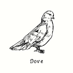 Dove standing side view. Ink black and white doodle drawing in woodcut outline style. Vector illustration