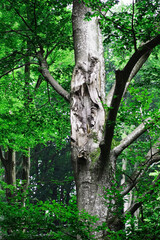 Fototapeta premium tree in the forest