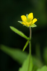 Ranunculus sp., of the family Ranunculaceae.