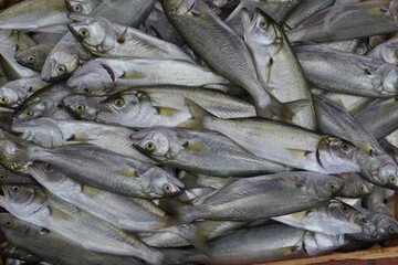 fresh fish at the market 3