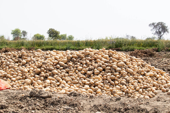 "Indian Potatoes" Images – Browse 35 Stock Photos, Vectors, and Video