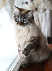 Purebred Siberian cat sits by the window