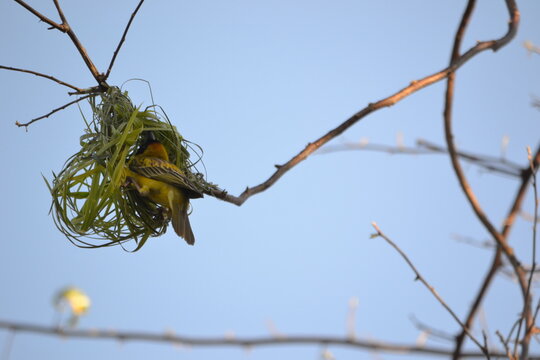 Nest Building 4