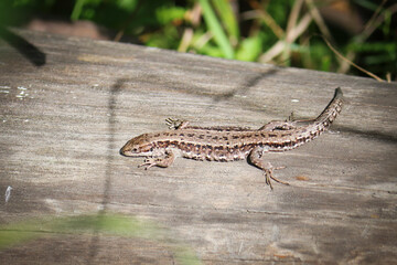 The viviparous lizard, or common lizard, (Zootoca vivipara) sits on an old dry log and bask in the sun.