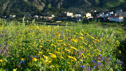 field of yellow dandelions	