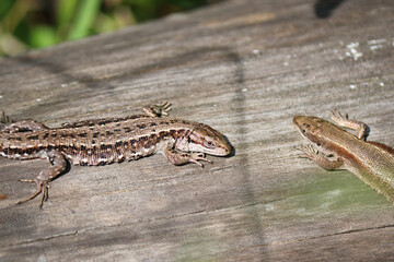 Two viviparous lizards (Zootoca vivipara) sit on an old dry log and bask in the sun. Polymorphism of lizard coloration.