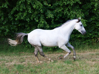 Fototapeta na wymiar Cantering Grey Horse