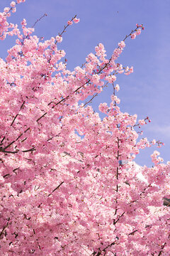 Vertical shot of blooming cherry blossom flowers at daytime