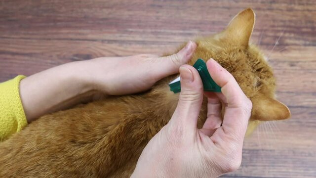 traitement avec une lotion anti puces sur un chat