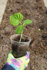 Seedlings of cucumbers before planting in the garden, the gardener's hands are holding a pot with a plant. Organic farming.