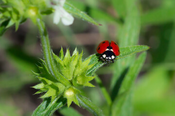 The seven-spot ladybird (lat. Coccinella septempunctata), of the family Coccinellidae.