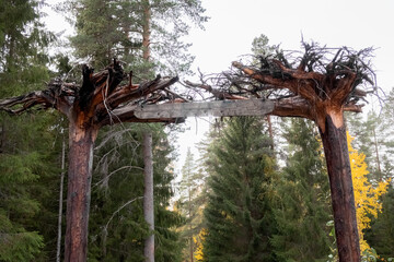 The gate to the park. A gate made of inverted trees. Roots. Entrance to the national park. High...
