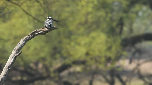 Full shot of pied kingfisher or Ceryle rudis perched in natural green background at keoladeo national park or bharatpur bird sanctuary rajasthan India
