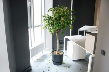 Office space with a ficus tree in a pot .