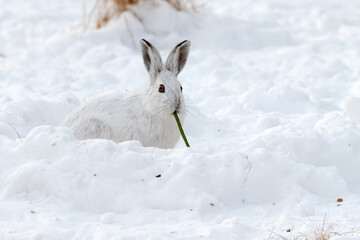 White snowshoe hare eating a green bean left by a hiker. Winter snow scene in Canada. © Karen Hogan