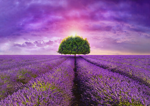 provence - tree in the beautiful lavender field