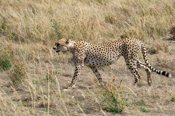 Cheetah walking on the savannah