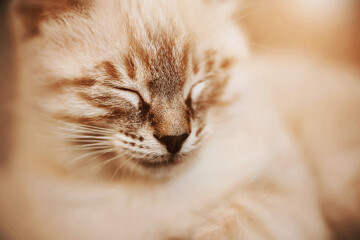 A cute striped Thai kitten with a black nose is fast asleep, illuminated by the warm sunlight. A pet.