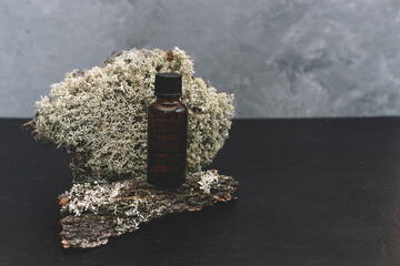 Spa cosmetics in brown glass bottles on natural background of moss,wood, tree bark and fern. Copy space for text.