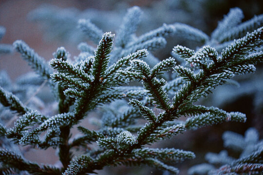 2,581,604 BEST Pine Trees IMAGES, STOCK PHOTOS & VECTORS | Adobe Stock