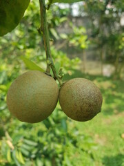 Symptoms of  citrus rust mite on lemon fruit in Viet Nam.