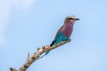 lilac-breasted roller on a branch