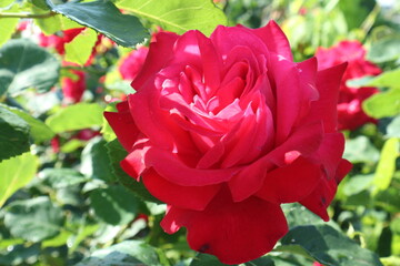 Red roses on the bush.