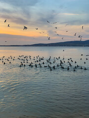 Birds swim in the sea and fly over the sea at sunset