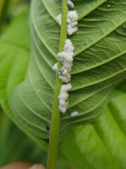Guava mealy bug lay eggs on leaf.