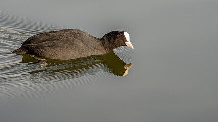 Ein Blässhuhn schwimmt auf einem See.