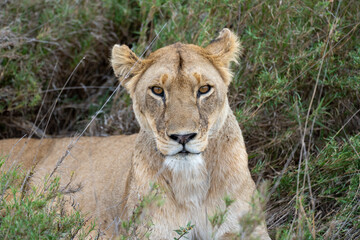 Female lion 