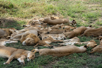 Lion family sleeping in the shade