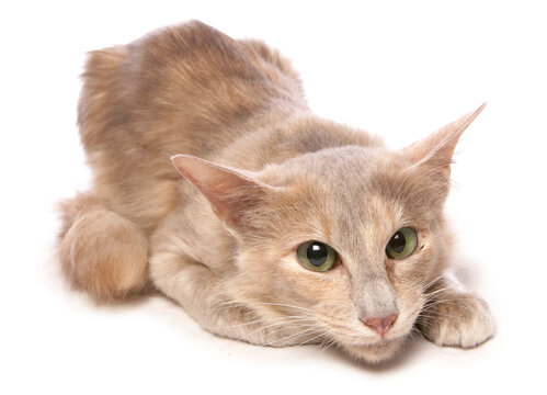 Long-haired oriental Cat